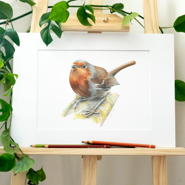 Robin A4 colour pencil print mounted on easel