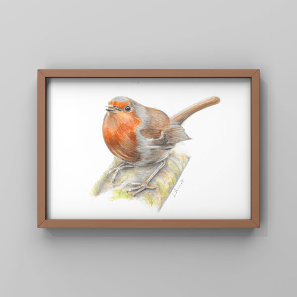 Robin colour pencil A4 print in frame on wall