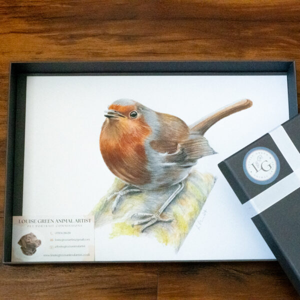 Robin colour pencil drawing A4 print in presentation gift box