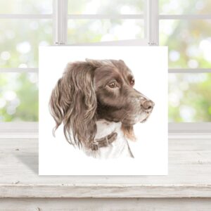 Springer spaniel colour pencil drawing, square greetings card