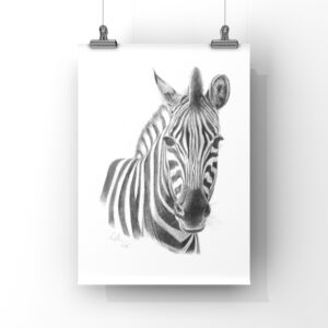 Black and white pencil drawing of a zebra head and shoulders on a plain white background. A4 print hanging from two vertical wires by two metal clips