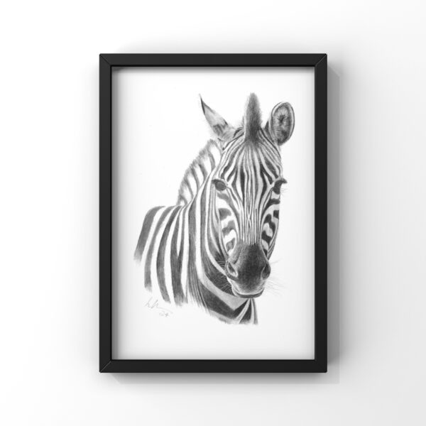 Chapmans Zebra colour pencil drawing A4 print in black frame