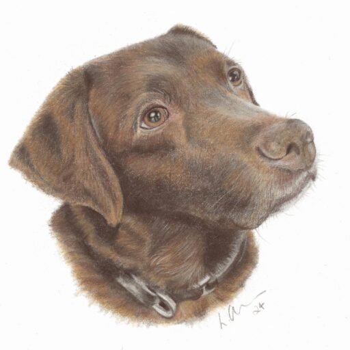 Chocolate Labrador colour pencil portrait