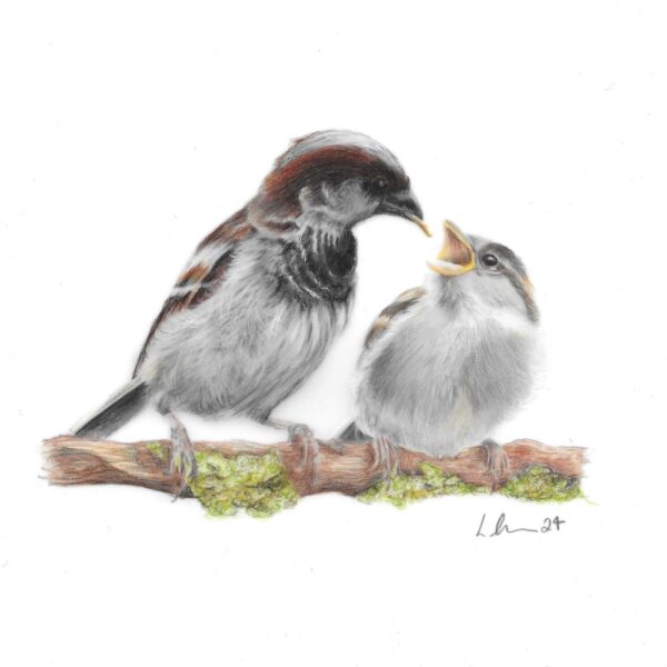 House Sparrow colour pencil drawing. Male sparrow feeding fledgling sparrow