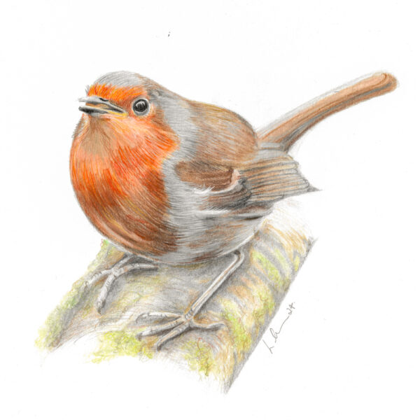 Robin colour pencil drawing signed by artist