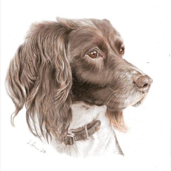 Springer spaniel colour pencil dog portrait on drafting film