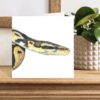 Royal Ball Python greetings card with snake drawn in colour pencil.