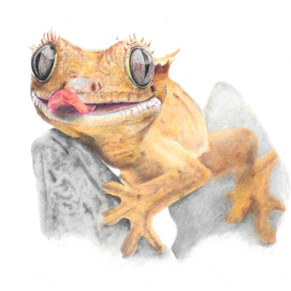 Crested Gecko colour pencil drawing. Cheeky crested gecko with tongue out clinging to rock