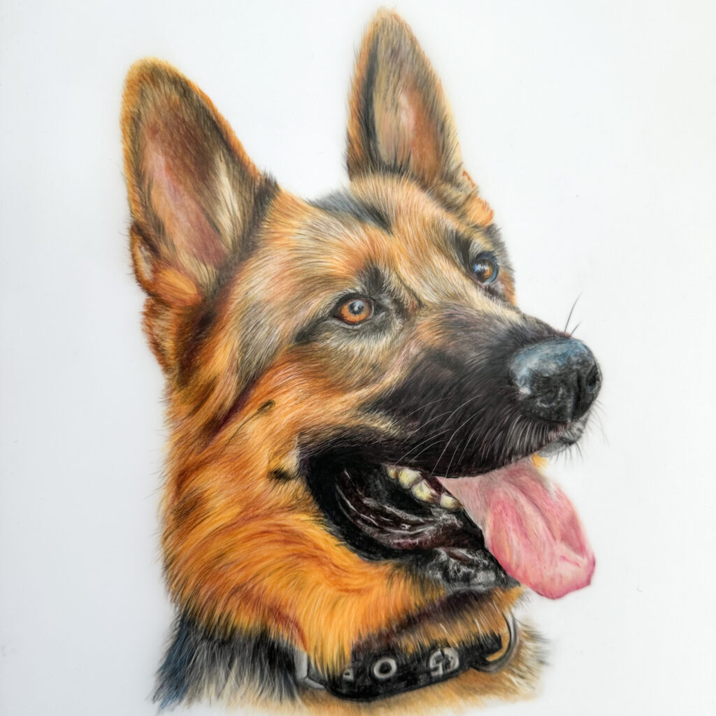 German Shepherd colour pencil pet portrait on drafting film