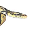 Royal Ball Python colour pencil drawing on drafting film. Snake portrait