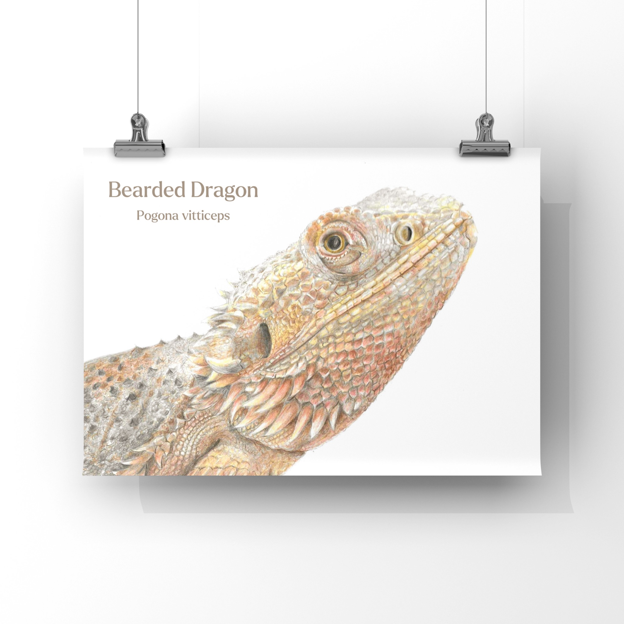 Colour pencil drawing of a Bearded Dragon head and shoulders on a plain white background. The world Bearded dragon are written in the top left corner with the Latin name underneath. The artwork is on an A4 print hanging from vertical wires by two metal clips