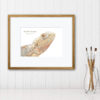 Bearded Dragon colour pencil drawing by reptile artist. A4 print with Bearded dragon and Latin name Pogona vitticeps added. Shown mounted in a wooden frame against a white panelled wall.