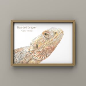 Bearded Dragon colour pencil drawing by reptile artist. A4 print with Bearded dragon and Latin name Pogona vitticeps added. Shown in brown frame against a pale cocoa wall.