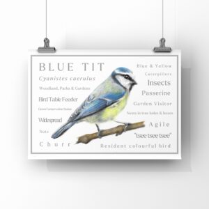 Wordy Blue Tit Print : Bird Art (A4)