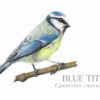 Blue Tit colour pencil drawing by UK wildlife artist. A4 print with latin scientific name added