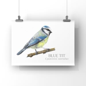 Colour pencil drawing of a blue tit bird. A small bird with blue feathers and a yellow breast. The bird is on a plain white background A4 print. The print is hanging from 2 vertical wires by two metal clips