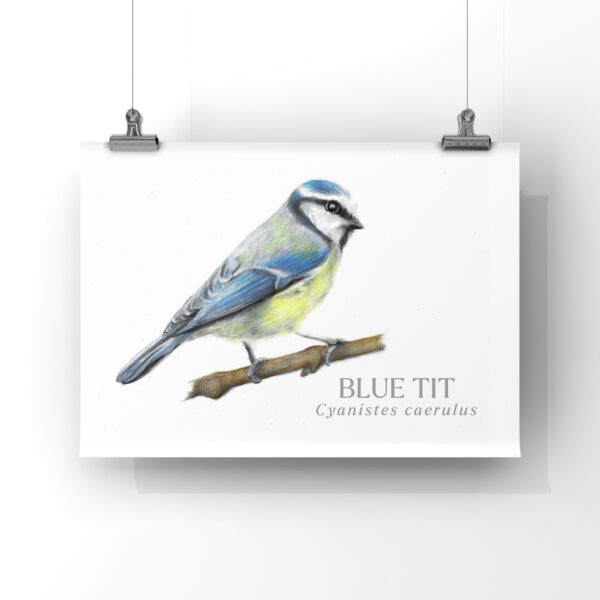 Colour pencil drawing of a blue tit bird. A small bird with blue feathers and a yellow breast. The bird is on a plain white background A4 print. The print is hanging from 2 vertical wires by two metal clips