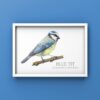 Blue Tit colour pencil drawing by UK wildlife artist with latin name added. Shown in a white frame against a blue wall