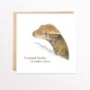 Crested Gecko colour pencil drawing by reptile artist.Printed onto a square white card with Gecko latin name added. Shown on a Kraft brown envelope