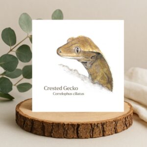 Crested gecko lizard colour pencil drawing. Head and shoulders of a cute brown lizard on a plain white background. The words crested gecko and the Latin name are printed below the lizard on a square white greetings card. The card is sat on a log slice with leaves behind.