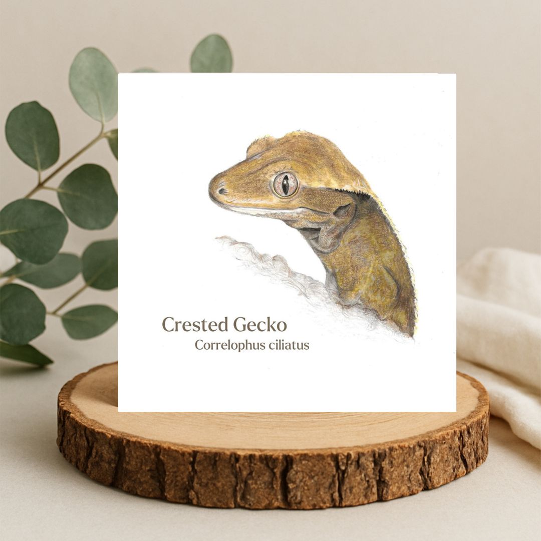 Crested gecko lizard colour pencil drawing. Head and shoulders of a cute brown lizard on a plain white background. The words crested gecko and the Latin name are printed below the lizard on a square white greetings card. The card is sat on a log slice with leaves behind.