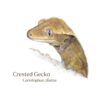 Crested Gecko colour pencil drawing on a white background. Latin scientific crested gecko name is also included