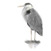Grey Heron colour pencil drawing by UK wildlife artist. White background with Heron facing sideways