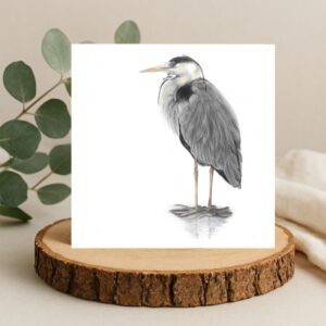 Grey Heron colour pencil drawing by UK wildlife artist. Square greetings card with Heron printed on a white background. Side view of Heron