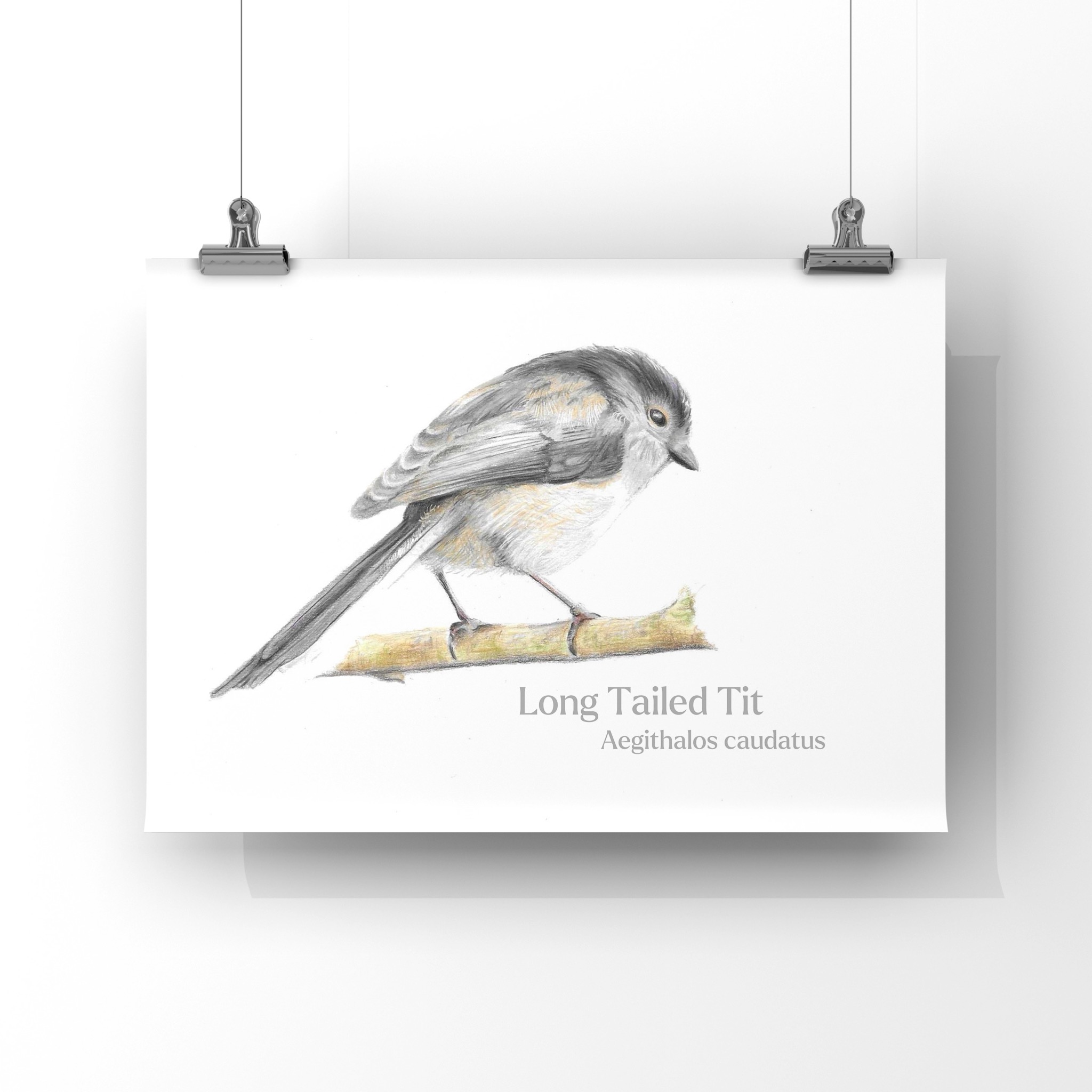 Long Tailed Tit Latin Print : Bird Art (A4)