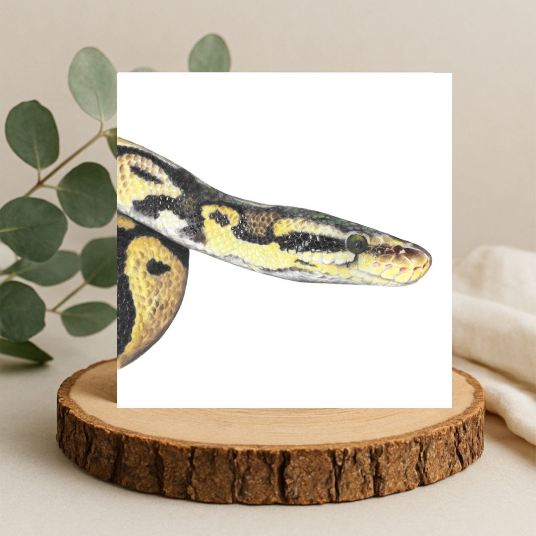 Colour pencil drawing of a yellow and brown snake. Head and shoulders and the edge of one coil. The snake is on a plain white background on a square greetings card. The card is displayed on a log slice with leaves behind.