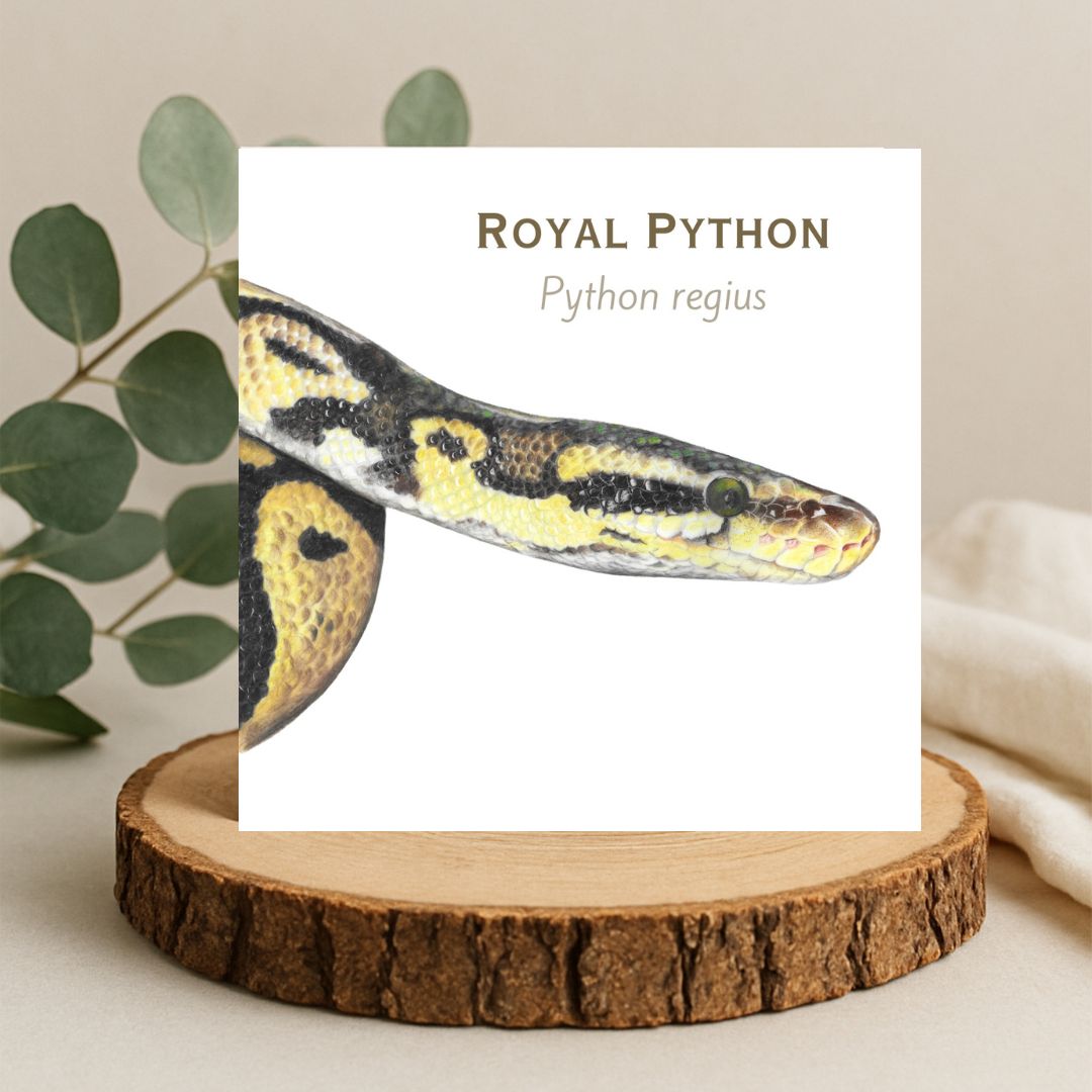 Colour pencil snake drawing on a plain white background. The snake is a yellow and brown python head and shoulders and the name 'Royal Python' along with the Latin name is printed above the snake. The artwork if on a square greetings card displayed on a log roll with leaves behind.