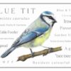 Wordy Blue Tit. Colour pencil drawing of a blue tit bird A4 print with descriptive words around the edge and a white background