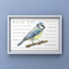 Wordy Blue Tit A4 print. Colour pencil drawing of a blue tit with descriptive words added around the edge. Framed print against a blue wall