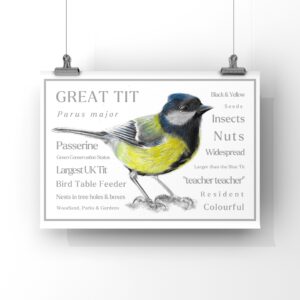 Grest tit colour pencil drawing surrounded by words that describe Great Tit behaviour. The words are all in different sizes. The bird and words are on a plain white background with a border and hung on two wires by two clips.