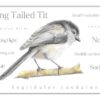 Long Tailed Tit colour pencil drawing by UK wildlife artist. A4 print with Long Tailed Tit characteristics added around the bird