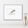Long Tailed Tit colour pencil drawing by UK wildlife artist. A4 print with Long Tailed Tit characteristics added around the bird framed with a white mount against a panelled white wall