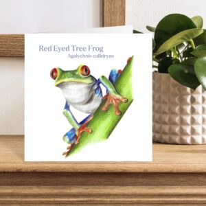 Hand drawn Red eyed tree frog card with latin and common name included against a white background