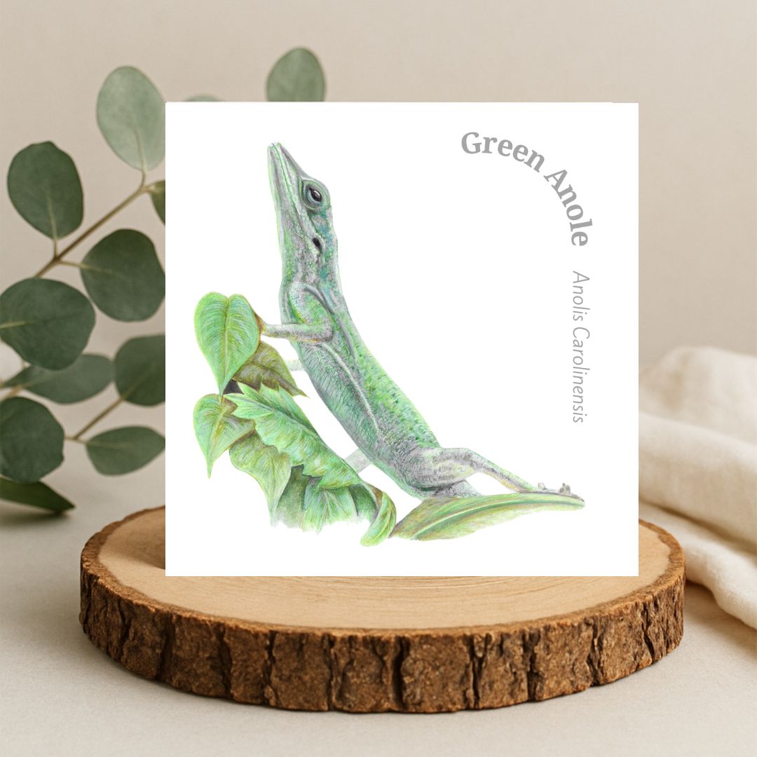 Colour pencil drawing of a green anole lizard sat on some green leaves. The drawing is on a plain white background with the writing Green anole and the Latin name written around the top right corner. The artwork is on a square greetings card displayed on a slice of log with green leaves behind