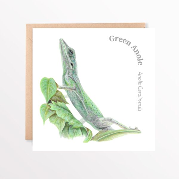 Hand drawn green anole lizard printed on a plain white background square greetings card with the common and latin name included