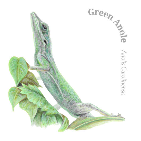 Green Anole Lizard Latin Card - Image 2