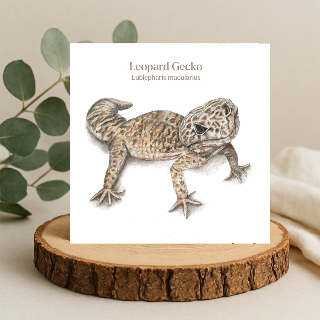 Colour pencil drawing of a Leopard Gecko lizard on a plain white background. There is the name Leopard Gecko and the Latin name above the drawing. The artwork is on a square greetings card on a log slice with leaves behind