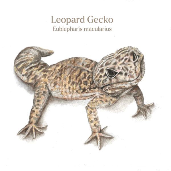 Hand drawn leopard gecko with lasting name and common name printed on a white background