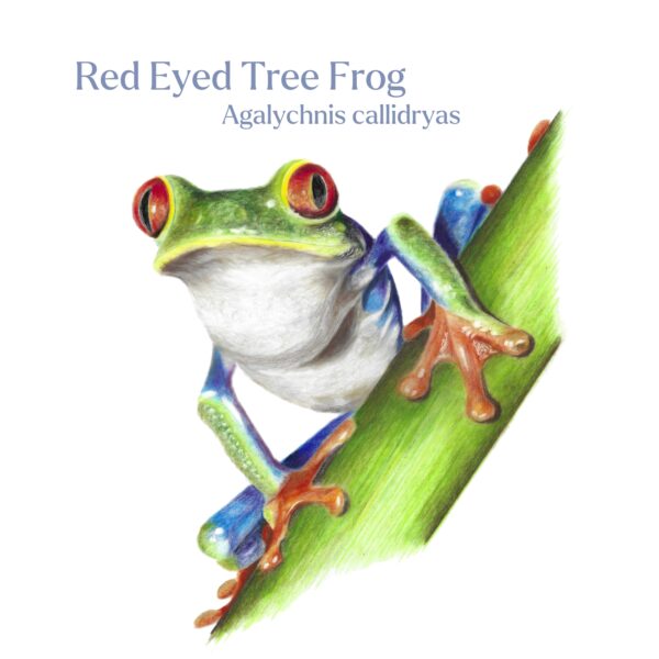 Hand drawn red eyed tree frog against a white background with latin and common name added in decorative writing