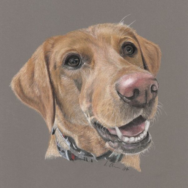 Colour pencil drawing of a Fox Red Labrador Dog. Head and shoulders portrait. The dog has a pink nose and has her mouth open with a happy face. The drawing is against a grey background