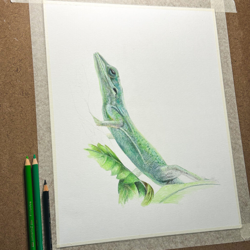 An unfinished colour pencil drawing of a green lizard sat on some green leaves. The drawing is taped to a drawing board and there are some green colour pencils in the bottom left corner.