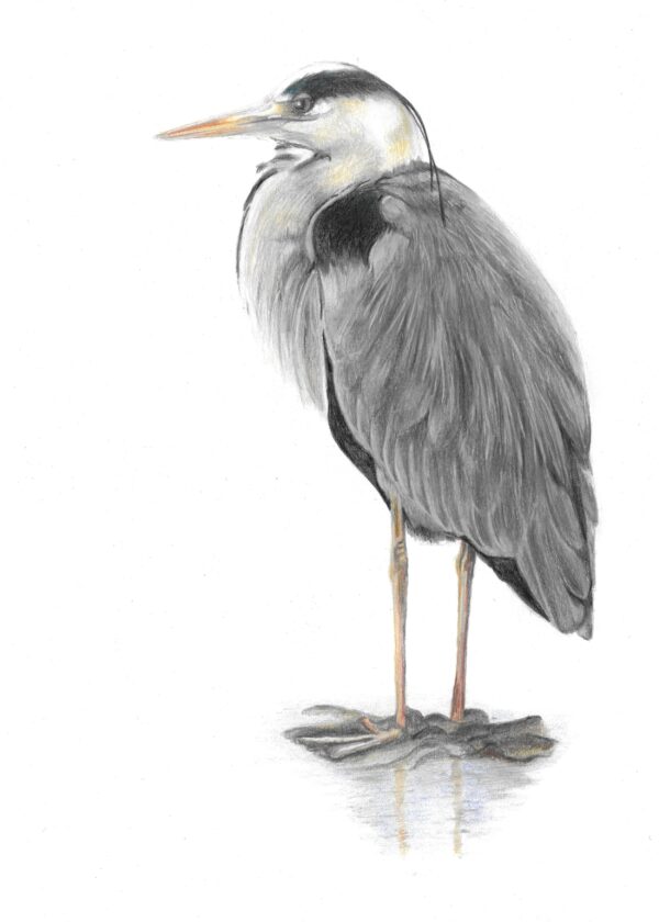 Grey Heron Art Print (7" x 5") - Image 3