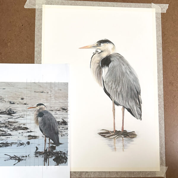 Original colour pencil drawing of a Grey Heron. A tall grey, black and white bird with a long pointed beak and long legs. The drawing is taped to a drawing board with the original photograph next to it. The photograph includes a grid