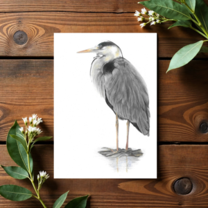 Grey Heron Bird colour pencil drawing on plain white background. The print is displayed against dark wood planked flooring with flowers and leaves in two corners