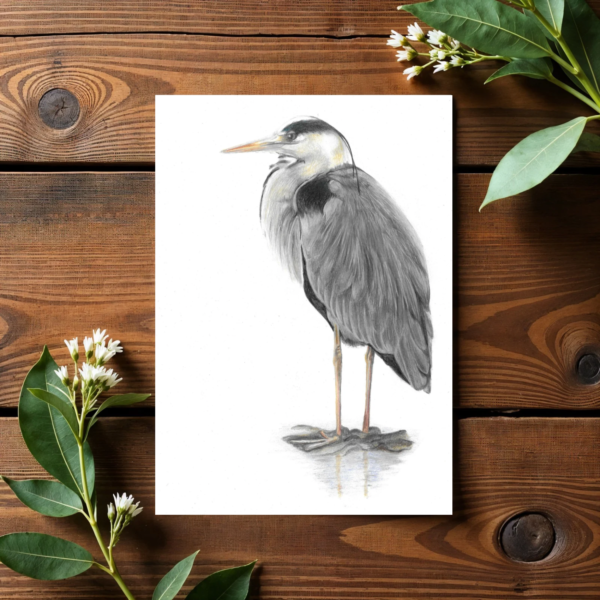 Grey Heron Bird colour pencil drawing on plain white background. The print is displayed against dark wood planked flooring with flowers and leaves in two corners