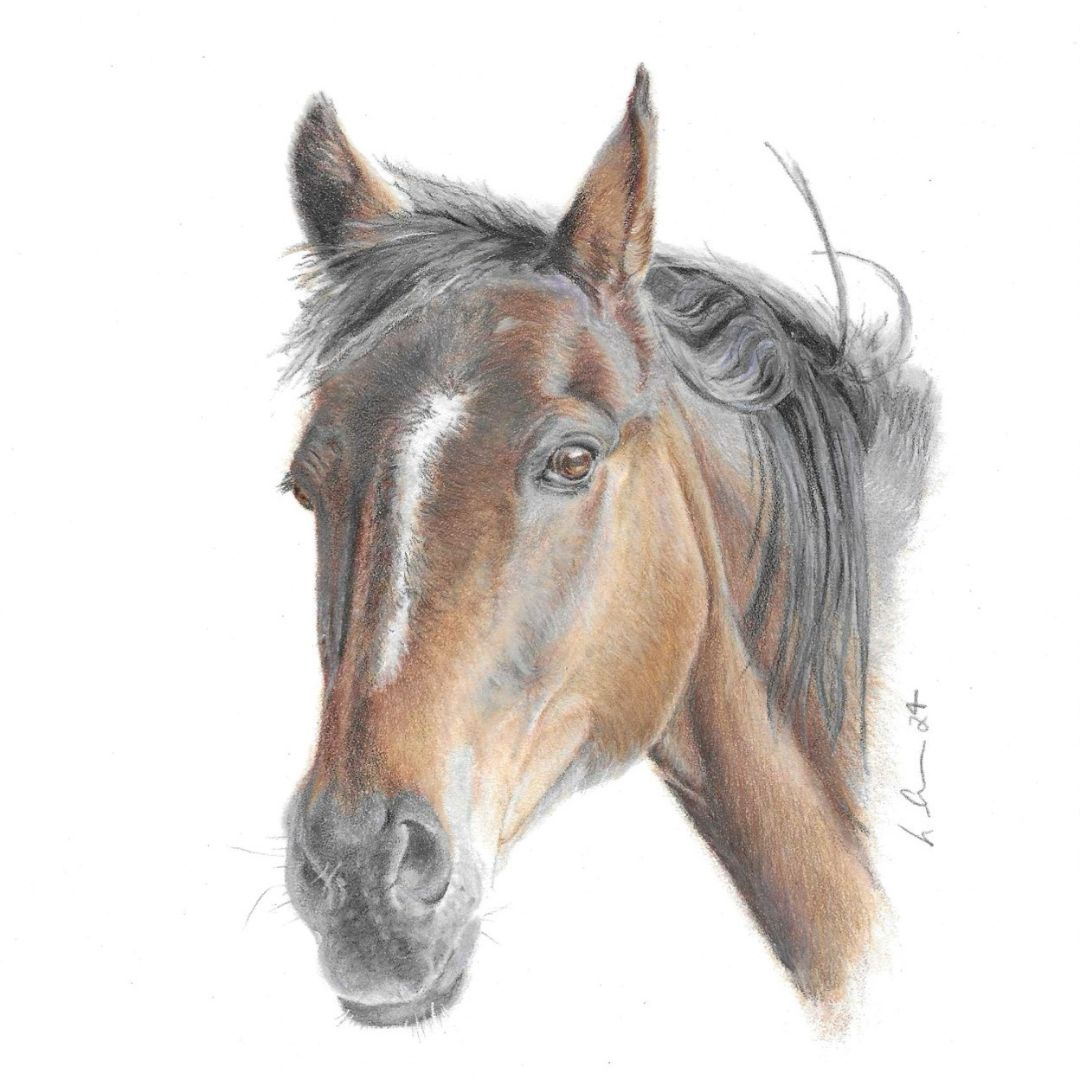 Horse Greetings Card. Colour pencil drawing of a brown horse head and shoulders. The horse has white marking on its nose and a black mane